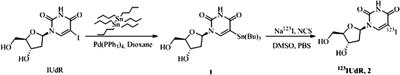 Estimating the Relative Biological Effectiveness of Auger Electron Emitter 123I in Human Lymphocytes